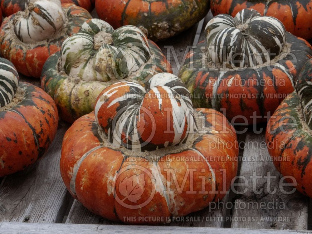 Cucurbita Turban Squash (Squash vegetable) 1